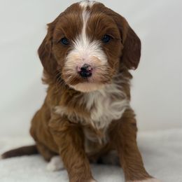 Penny - Red  female Goldendoodle puppy in Fleming, Colorado from Vandenbark Doodles