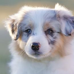 Gravy - Blue merle male Miniature American Shepherd puppy in Stephenville, Texas from Diamond H Aussies