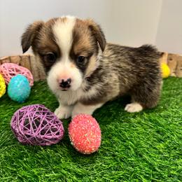 Rizzy - Sable female Pembroke Welsh Corgi puppy in Millsap, Texas from Punchy Pembroke Ranch