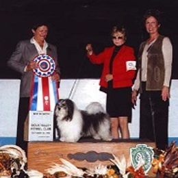 Havanese All Grown Up from Tapscott B.I.S. Havanese