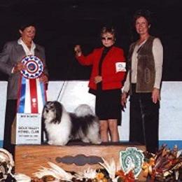 Havanese All Grown Up from Tapscott B.I.S. Havanese