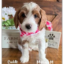 Malibu - Blenheim male Cavapoo puppy in Fort Lupton, Colorado from Puppy Paws Colorado