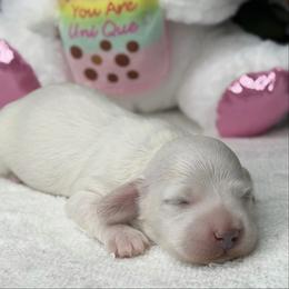 Drake Cream (No breeding homes allowed) - Cream male Dachshund puppy in Fayetteville, North Carolina from RRD