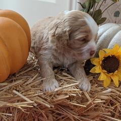 Australian Labradoodle Puppies from Doodle Inn Labradoodles