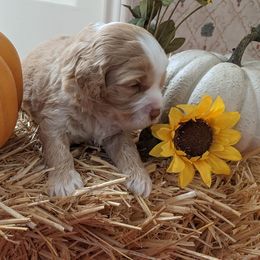 Australian Labradoodle Puppies from Doodle Inn Labradoodles
