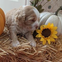 Australian Labradoodle Puppies from Doodle Inn Labradoodles