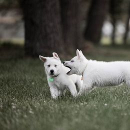 Berger Blanc Suisse Puppies from Fireside Fernweh Kennels