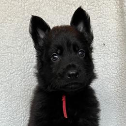 Red collar - Black male German Shepherd puppy in Allentown, Pennsylvania from VMH Shepherds