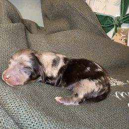 Salem - Dapple male Dachshund puppy in Barstow, California from Kindle & Burrow Dachshunds