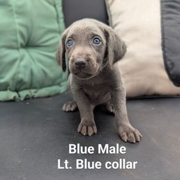 Bobby - Blue male Weimaraner puppy in Evart, Michigan from Drehbar Weimaraners