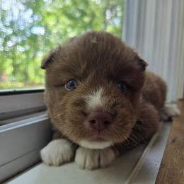Peanut - Brown and white male Siberian Husky puppy in Addison, Michigan from Gray Run Siberian Huskies