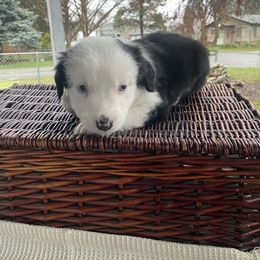 Ash - Black & white male Miniature Australian Shepherd puppy in Oroville, Washington from High Mountain Aussies