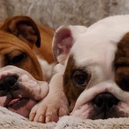 Assorted Doodle Crosses, Australian Shepherds, Bernedoodles, Bulldogs, and French Bulldogs from Millennium Farms