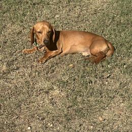 Peanut - Dachshund