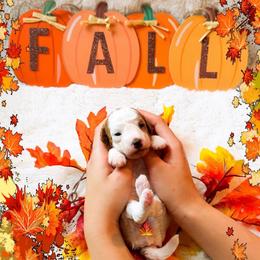 Sarabi - Red  female Goldendoodle puppy in Kissimmee, Florida from Poodle Doodle Kennels