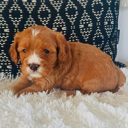 Cosmo - Red male Cavapoo puppy in Malad City, Idaho from FreckledCowgirlPuppies