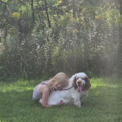 Rissy - Clumber Spaniel