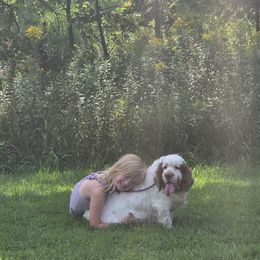 Rissy - Clumber Spaniel