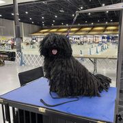 Puli All Grown Up from Bowmaker Pulik