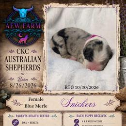 Snickers - Blue merle female Australian Shepherd puppy in Citra, Florida from AEW Farm