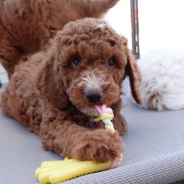 Brownie - Red  Goldendoodle puppy in Palmdale, California from GoldenPaws Doodles