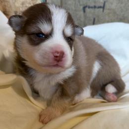 Chowder - Chocolate male Pomsky puppy in Mc Minnville, Oregon from West Coast Pomskies