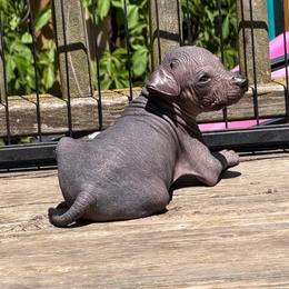 Horchata - Black white and tan female Xoloitzcuintli puppy in Manitowoc, Wisconsin from Wonderland Kennel