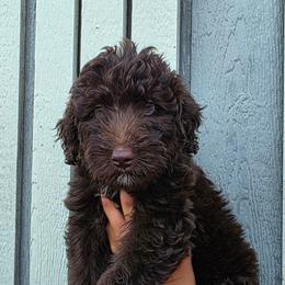 Almond - Brown and white female Aussiedoodle puppy in Lithia, Florida from Waterford Doodle Farm