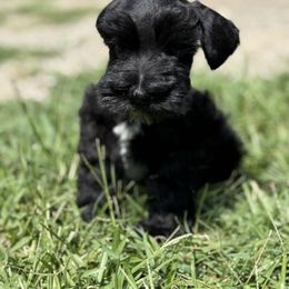Boy 1 - Black male Miniature Schnauzer puppy in Charlotte, North Carolina from Marley’s Babies