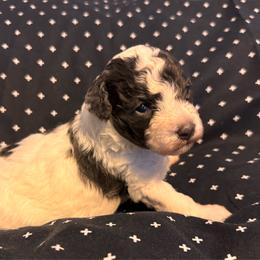 Luna - Black & tan tri-color female Maltipoo puppy in Greenfield, Iowa from Sugar Plum Puppies
