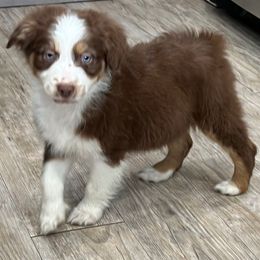 Curly - Red tri-color Australian Shepherd puppy in Hemet, California from Perfect Companion Aussie's