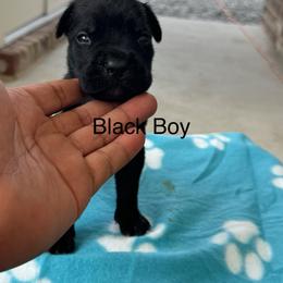 Teal - Black male Cane Corso puppy in Laplace, Louisiana from BFM Cane Corso’s
