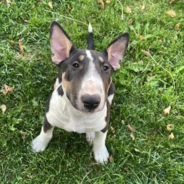 Zev - Black tan and white female Bull Terrier puppy in Colville, Washington from Mark My Words Bull Terriers