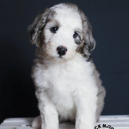 Violet Bridgerton - Blue merle and white female Sheepadoodle puppy in Edmond, Oklahoma from Rock N Roll Doodles