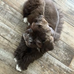 Queenie - Liver female Miniature Schnauzer puppy in Elberfeld, Indiana from Swedenburg Schnauzers
