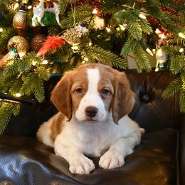 Yoshi - Orange and white male Brittany puppy in Hollidaysburg, Pennsylvania from Royal Flush Farms