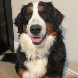 Lilly - Bernese Mountain Dog