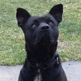 Staffordshire Bull Terriers from Koddiak Kennels