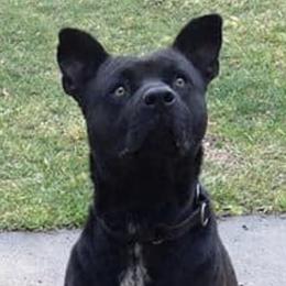 Staffordshire Bull Terriers from Koddiak Kennels