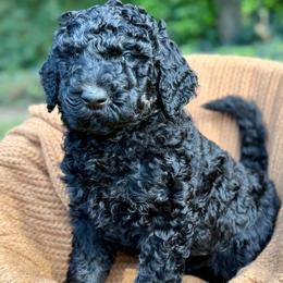 Logan - Phantom male Poodle puppy in Tunnel Hill, Georgia from Good Friend Poodles