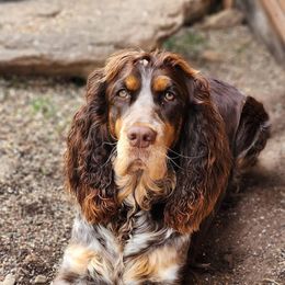 English Springer Spaniels from Majestic Mountain Springs