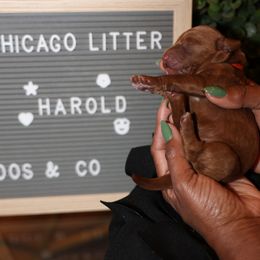 Harold - Goldendoodle puppy from Dos&CoKennels