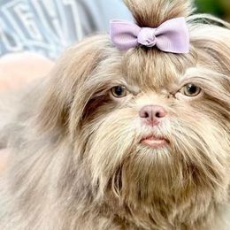 Indee - Shih Tzu