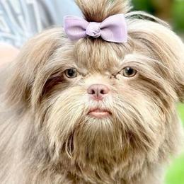 Indee - Shih Tzu