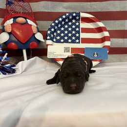 Bernedoodle and Labrador Retriever Puppies from MarmeDuke Doodles