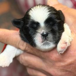 Red collar - Black and white female Shih Tzu puppy in Berkeley Springs, West Virginia from Sandridge Shih Tzus