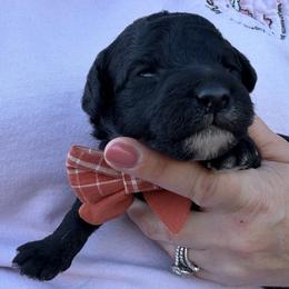 Vulpix - Black female Bordoodle puppy in Canfield, Ohio from Poo's Doo's & Inu's