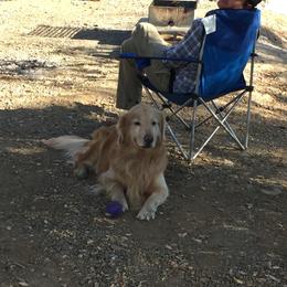 Golden Retriever All Grown Up from Insignia Goldens