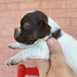 AKC Snoopy ( brown sable Roan ) - Brown roan and tan male Cocker Spaniel puppy in New Market, Tennessee from Down in the Holler