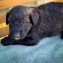 Bernedoodle and Siberian Husky Puppies from Timberline Paws
